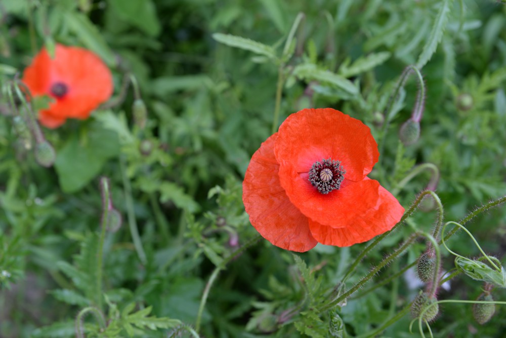 triaan-texel-06.jpg